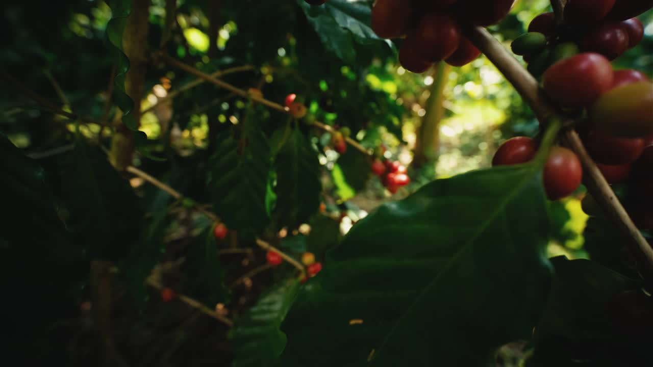 在泰国的咖啡种植园里，阿拉比卡咖啡豆，在树枝上成熟的樱桃视频素材