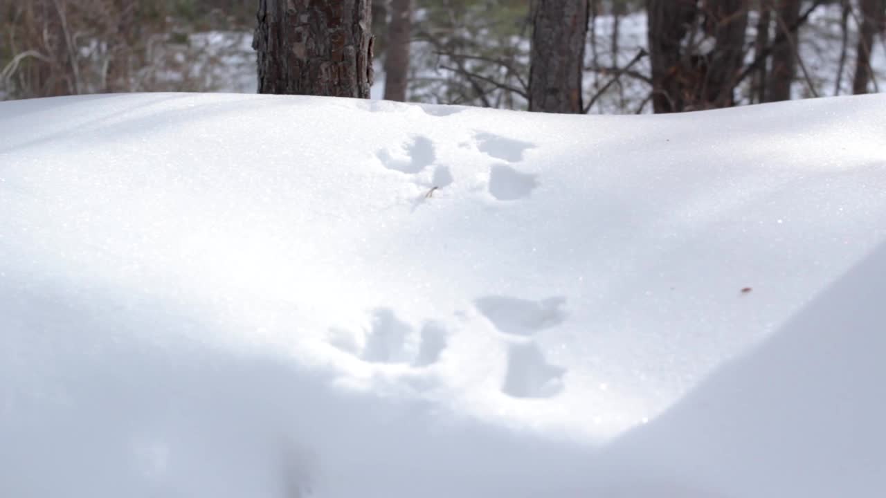 冬天的森林里，雪里有松鼠的足迹，深雪堆里有野生动物的足迹，新鲜的野生动物足迹视频下载