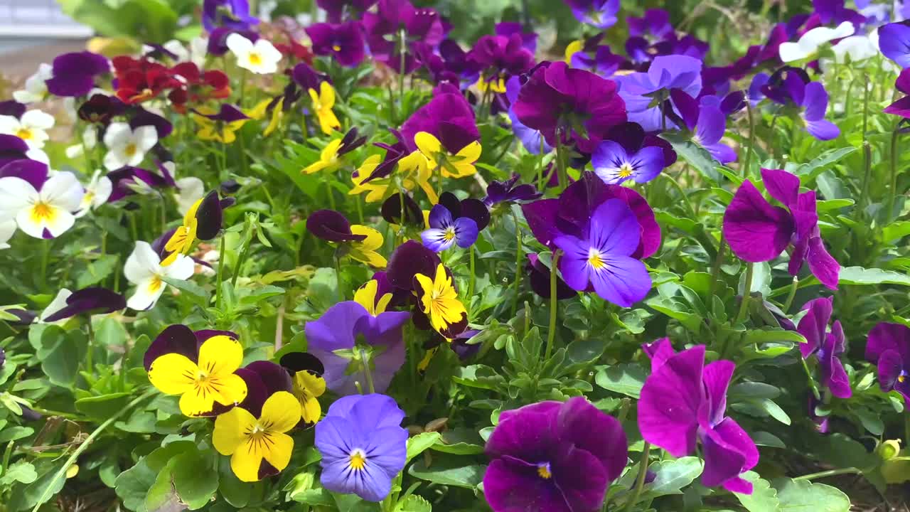 生机勃勃的三色紫罗兰的花田视频素材