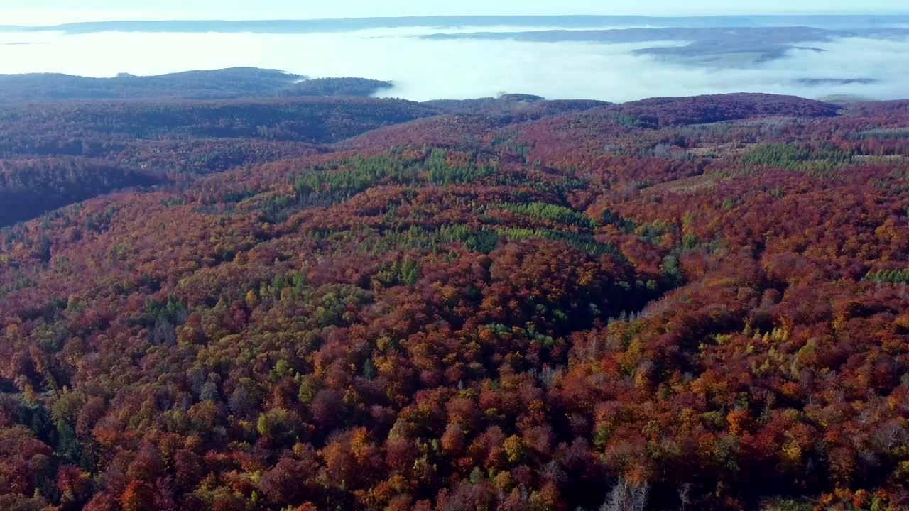 在一个阳光明媚的秋日，鸟瞰山地景观和混交林视频素材