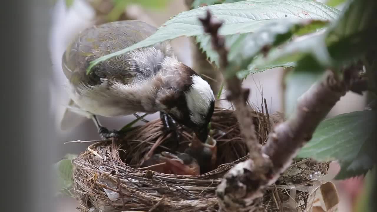 中华火雀正在喂养雏鸟视频下载