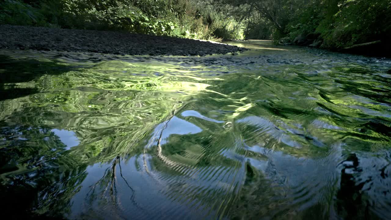 老森林中的水细节视频素材