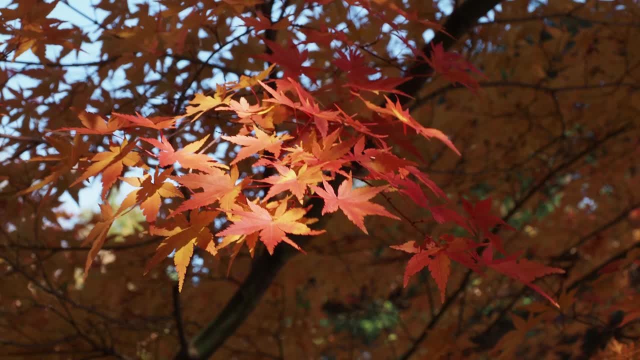 枫叶视频素材