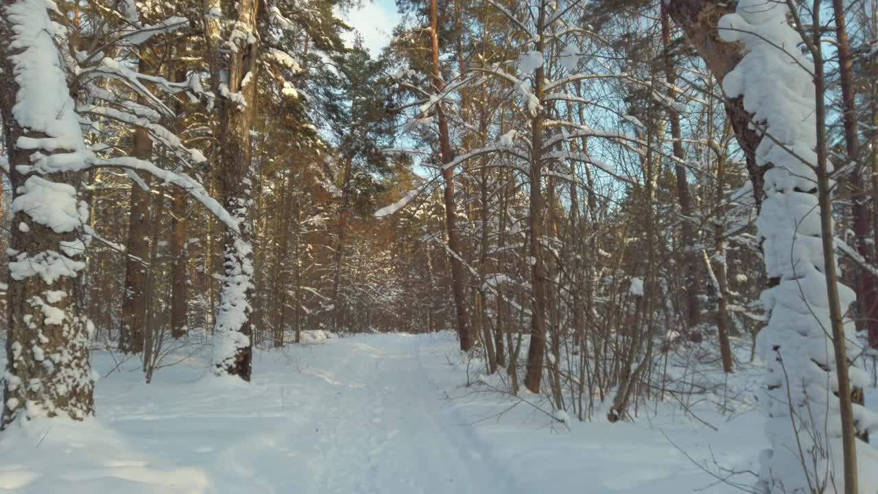 阳光明媚的冬日森林。冬天森林里刚下了一场洁白的雪。视频素材