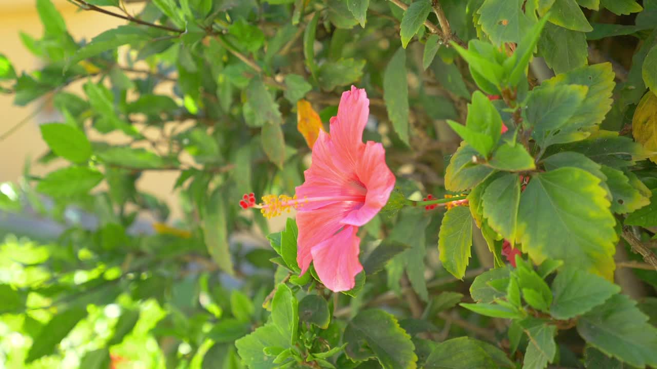 粉色芙蓉花在盛开，慢镜头180fps视频素材