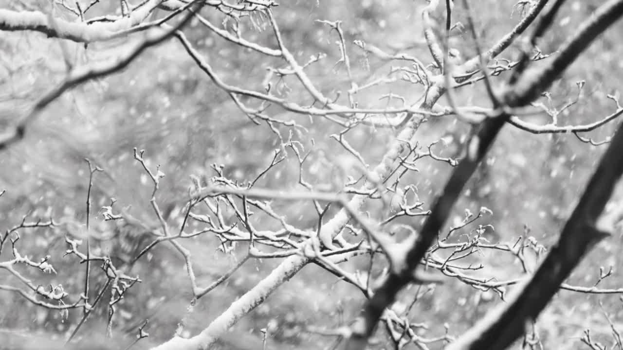 树枝在下雪的背景上。雪花飘落冬天的风景。视频素材