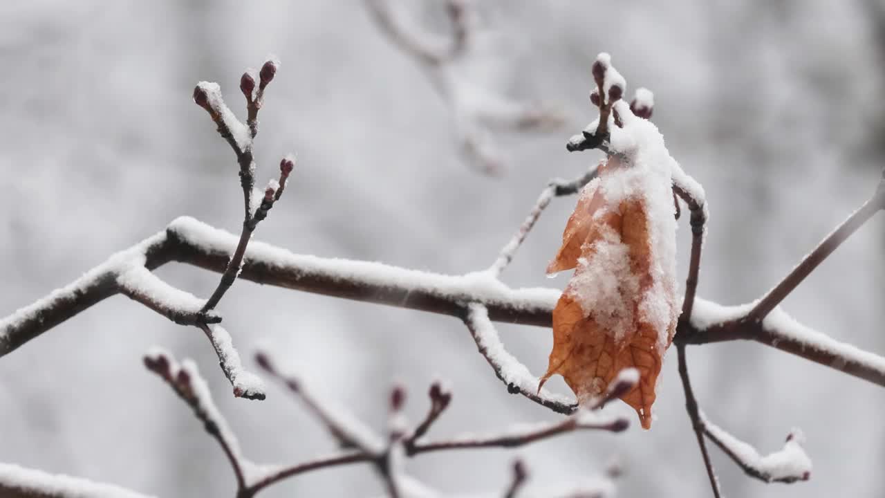 树枝在下雪的背景上。雪花飘落冬天的风景。视频素材