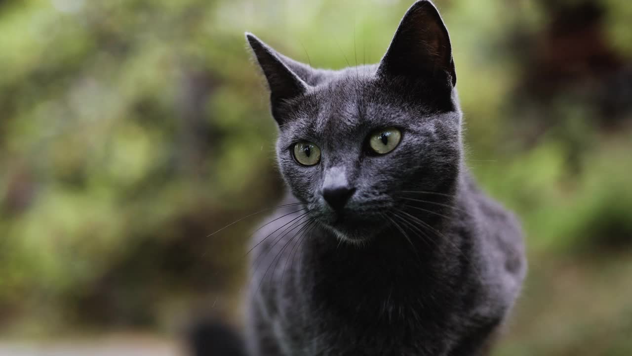 可爱的灰猫肖像坐在下雨天望向远方。无家可归的动物。视频素材