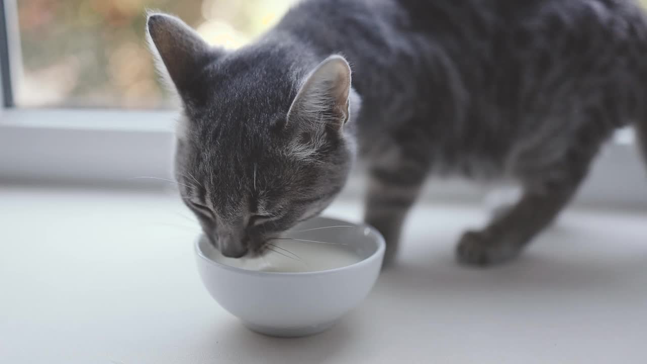 可爱可爱的小灰猫正在窗台上的一个白色碗里吃果冻视频素材