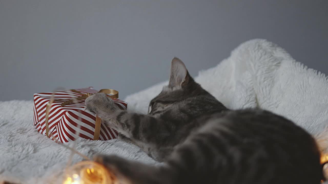 带着圣诞花环灯的灰虎斑猫，在床上玩耍，选择性聚焦。视频素材