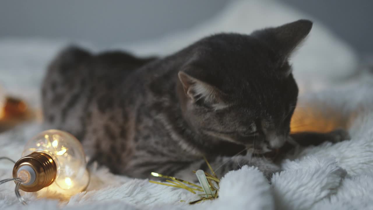 带着圣诞花环灯的灰虎斑猫，在床上玩耍，选择性聚焦。视频素材