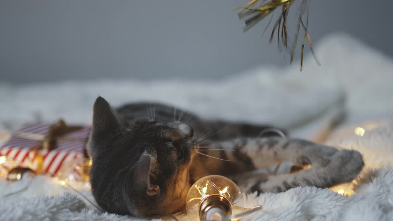 可爱的猫躺在舒适的床上与圣诞金色的灯光和礼品盒。可爱的小猫放松和玩金球玩具。冬天的假期。视频素材