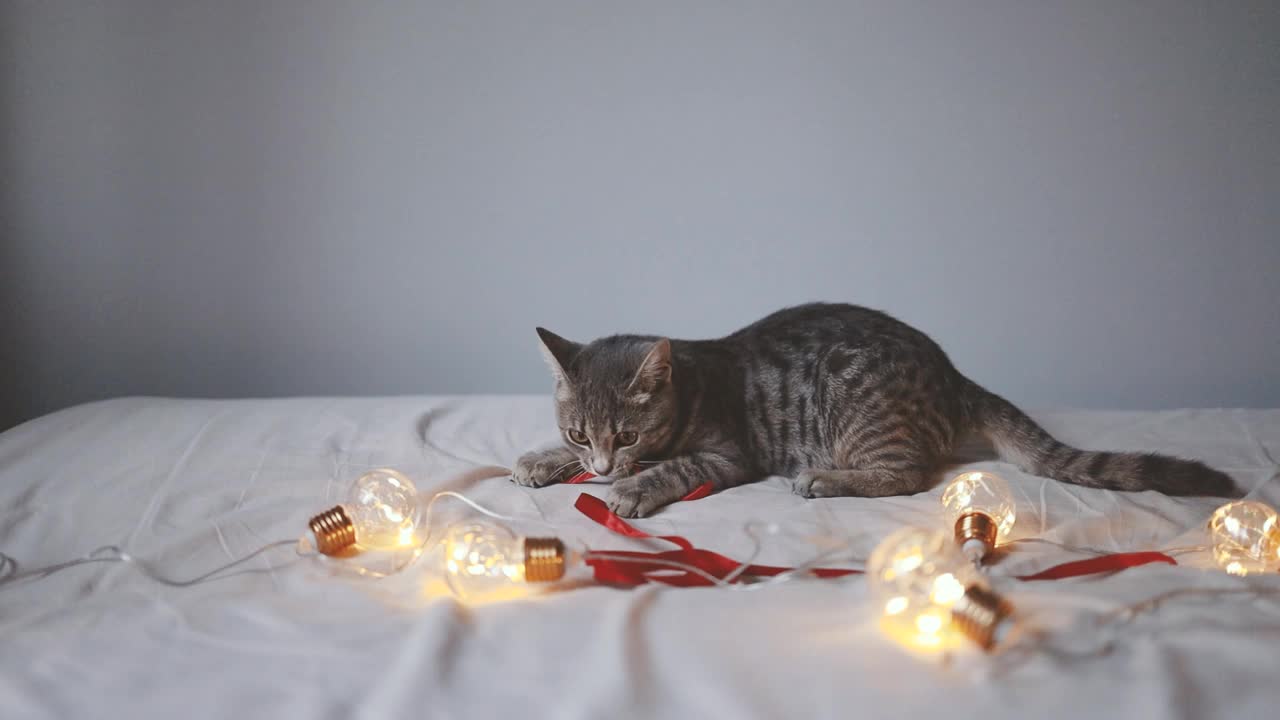 可爱的猫躺在舒适的床上与圣诞红丝带。可爱的小猫放松和玩玩具。冬天的假期。视频素材