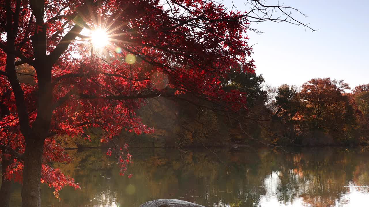 中央公园秋湖景视频素材