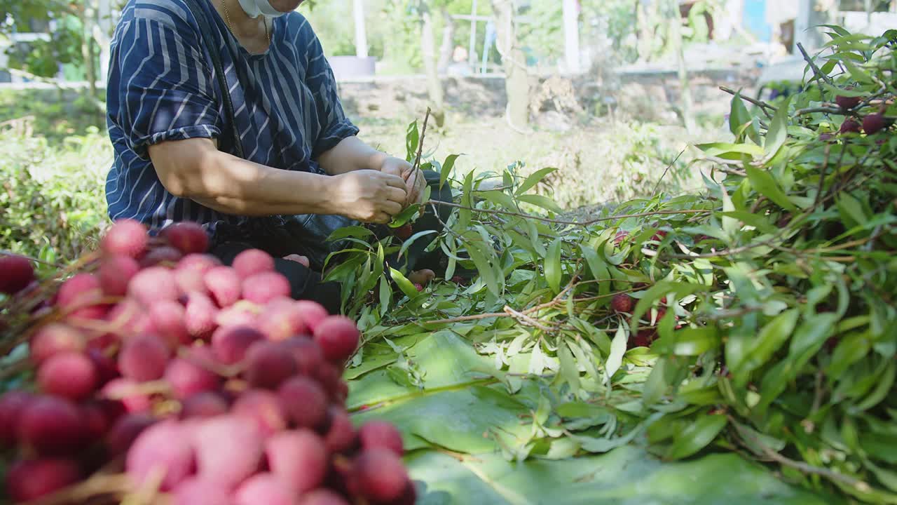 高级妇女农民工人采摘成堆的美味的热带水果成熟的新鲜甜荔枝水果在种植园花园在泰国视频素材