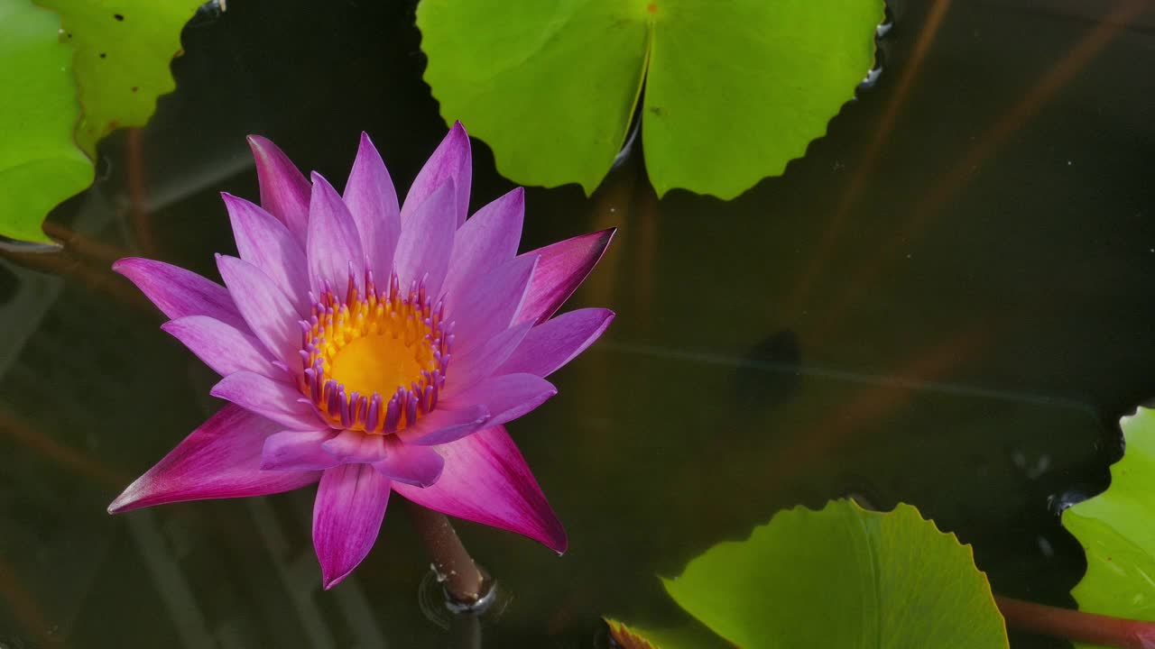 清晨盛开的粉红色睡莲。视频素材