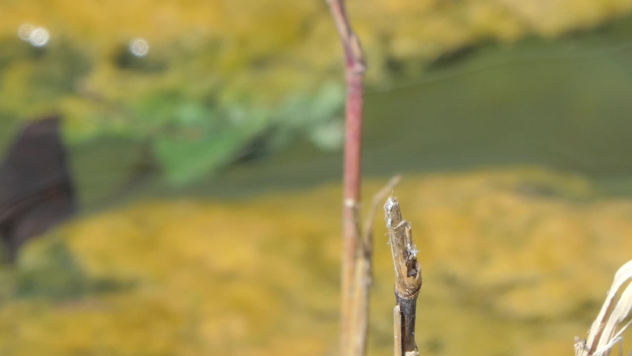 夏天的绿蓝蝴蝶。视频素材