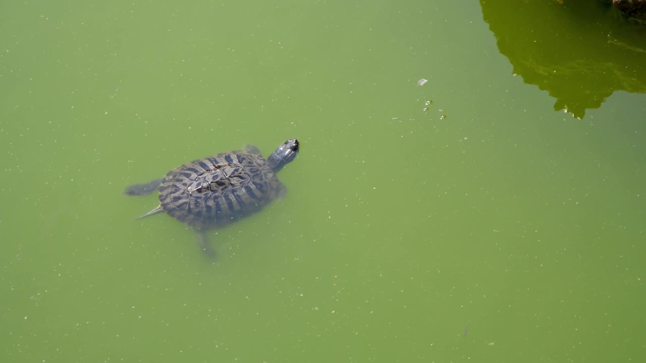 红耳朵滑龟在水里游泳视频素材