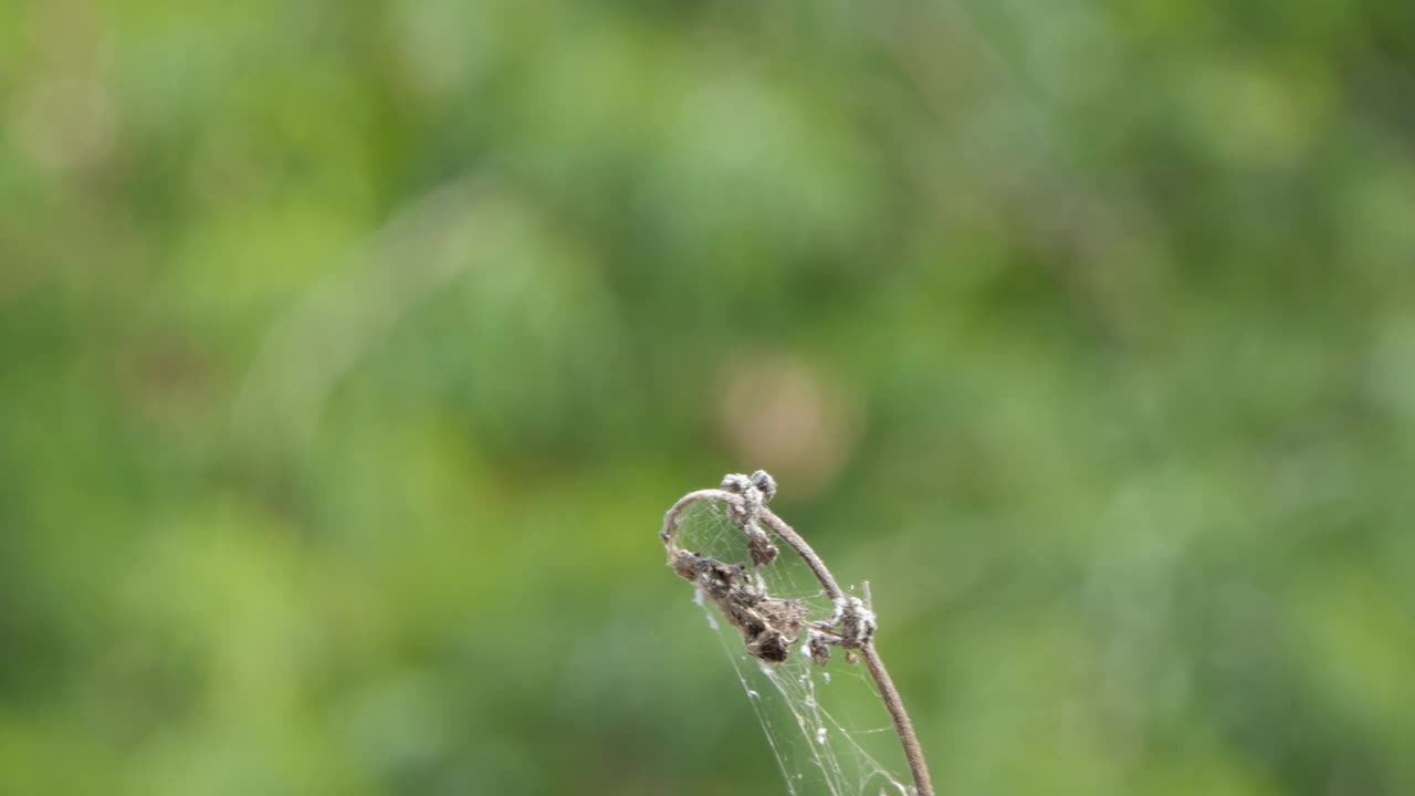 夏天栖息在树枝上的普通画翼蜻蜓。视频素材