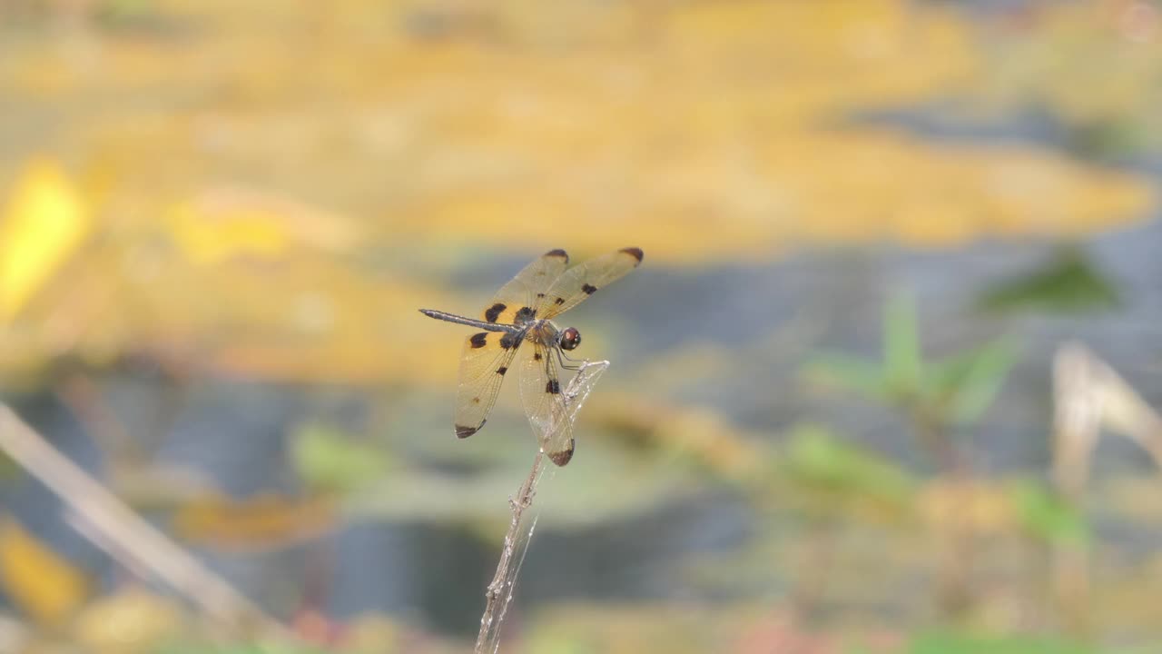 夏天栖息在树枝上的普通画翼蜻蜓。视频素材