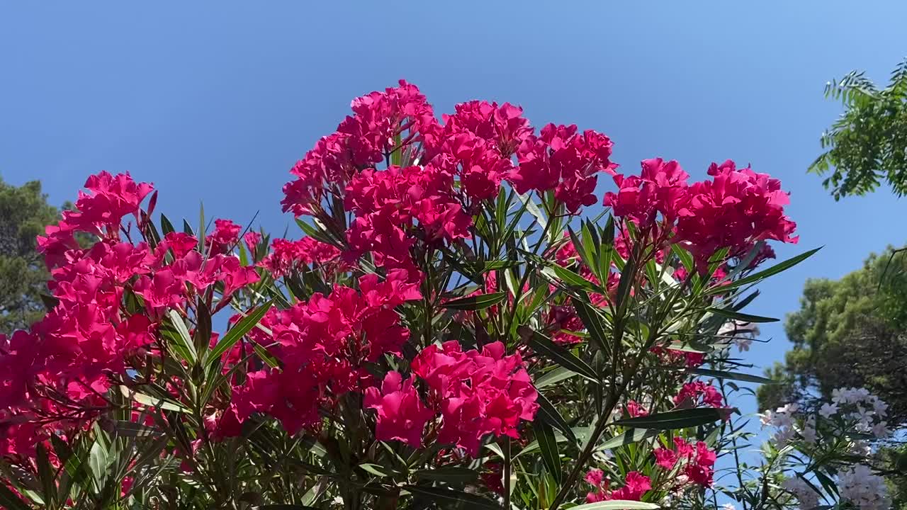 粉红色夹竹桃杜鹃花映衬着晴朗的蓝色夏日天空。美丽明亮的夹竹桃灌木在热带花园反对蓝色的天堂。视频素材