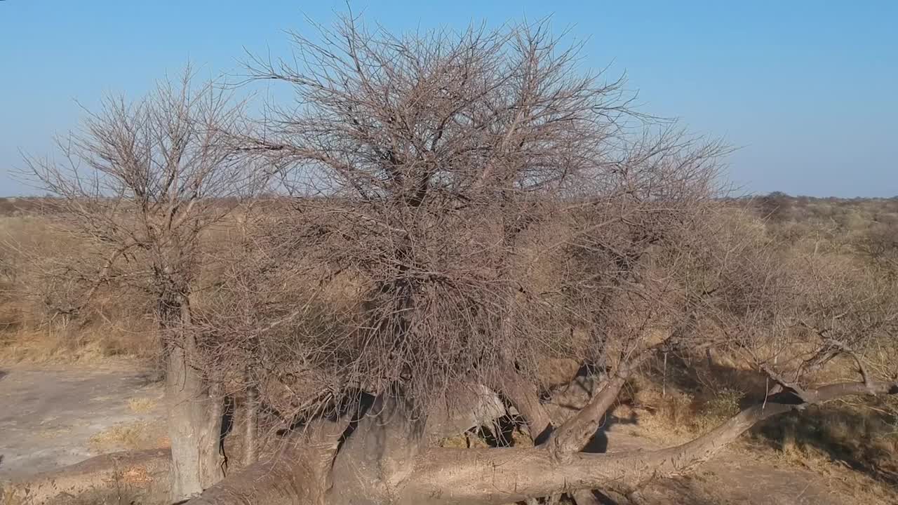 一棵倒下的大猴面包树，地上有树枝视频素材