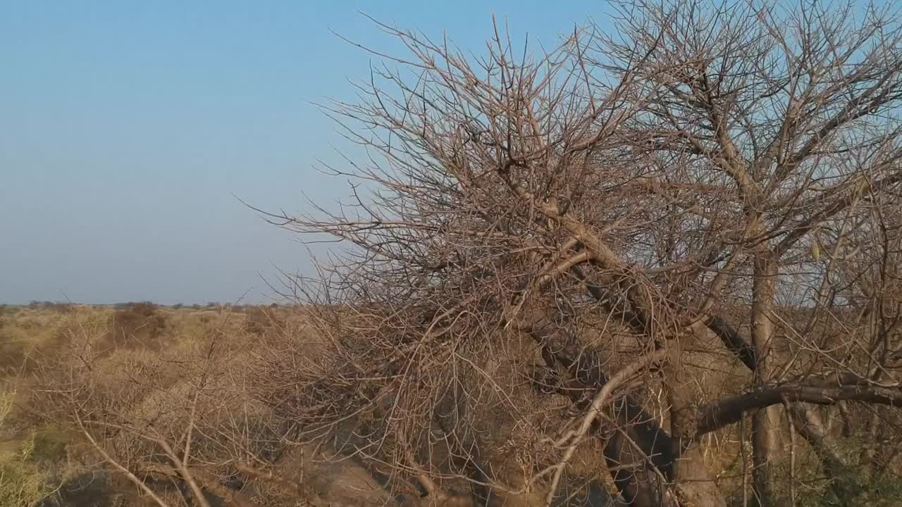 镜头在一棵大猴面包树干棕色的横枝后面升起视频素材