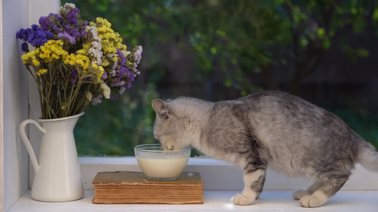 可爱的小灰猫在窗台上喝玻璃碗里的牛奶视频素材