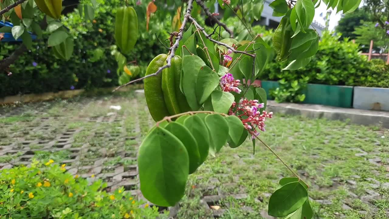 杨桃花视频素材