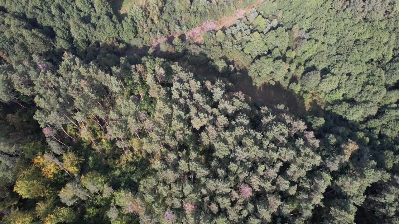 夏日绿色森林景观鸟瞰图。旅游与自然概念视频素材