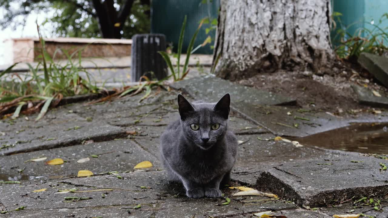 可爱的灰猫肖像坐在下雨天望向远方。无家可归的动物。视频素材