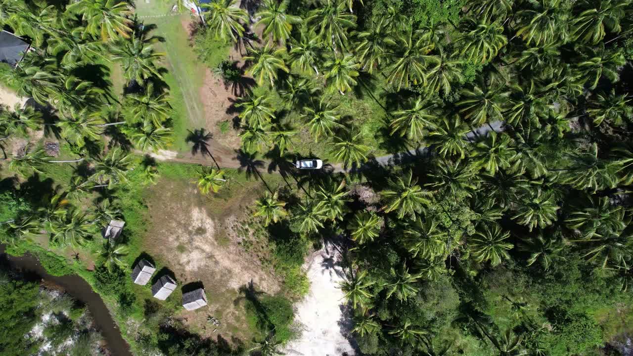 鸟瞰图绿色棕榈油种植园与日出视频素材