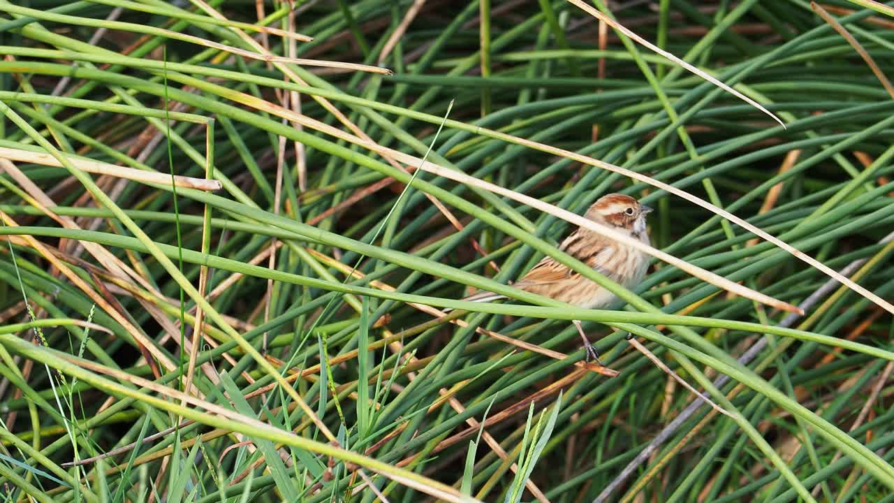 芦苇鹀(Emberiza schoeniclus)在草丛中寻找种子和昆虫。视频素材