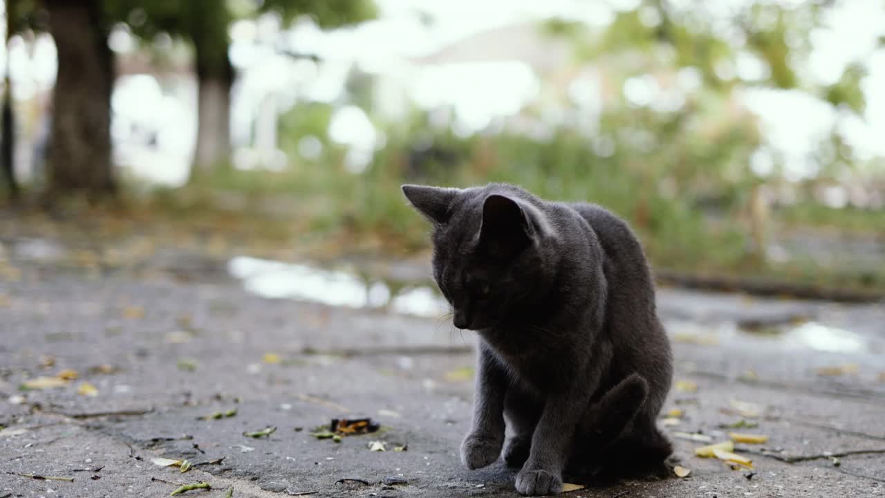 无家可归的可爱的灰色猫坐在户外看着在公园里的雨天的距离。无家可归的动物。视频素材