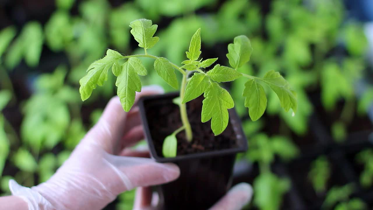 女性双手戴着手套小心翼翼地捧着一颗有露珠的番茄幼苗。视频下载