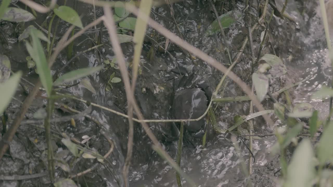 雨是生命的源泉，使植物生长绿色，开花结果视频素材