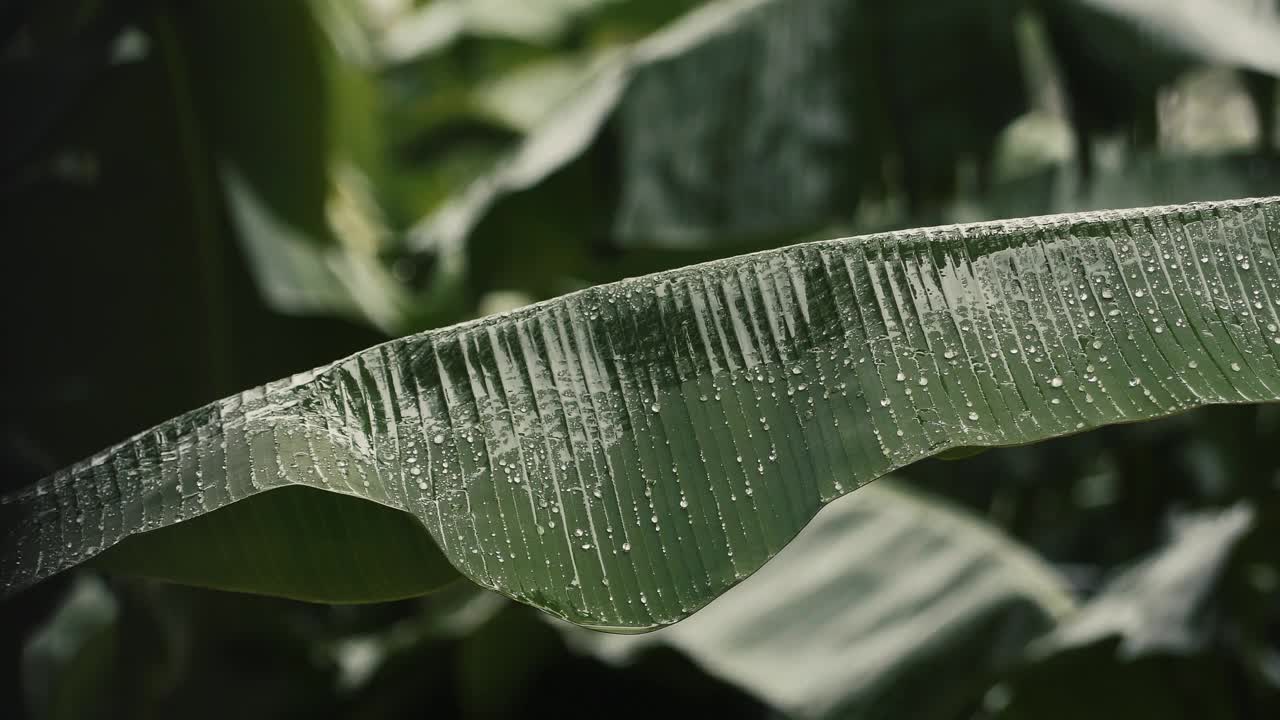 雨是生命的源泉，使植物生长绿色，开花结果视频素材