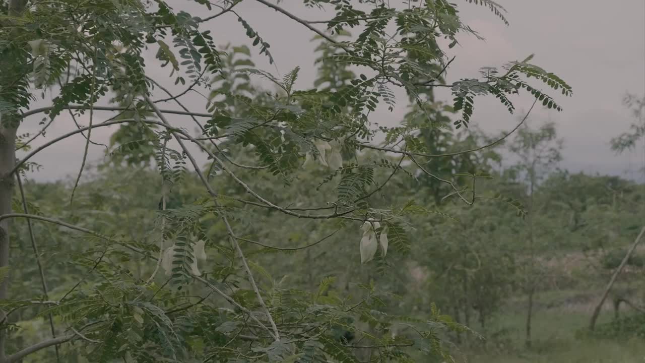 雨是生命的源泉，使植物生长绿色，开花结果视频素材