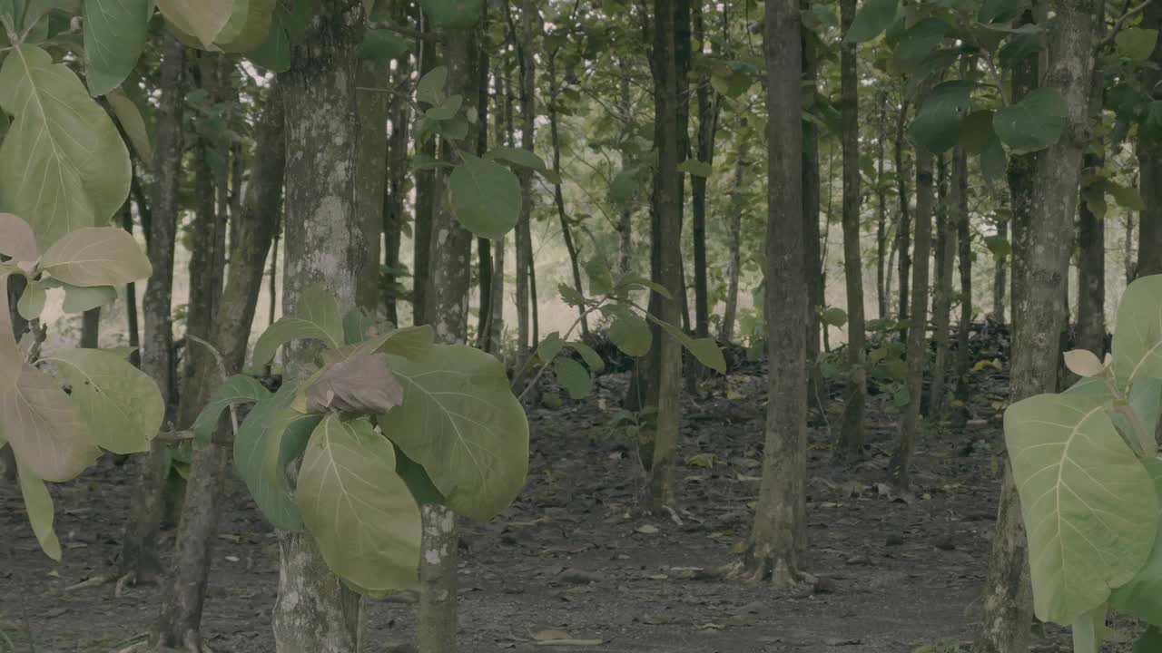 雨是生命的源泉，使植物生长绿色，开花结果视频素材