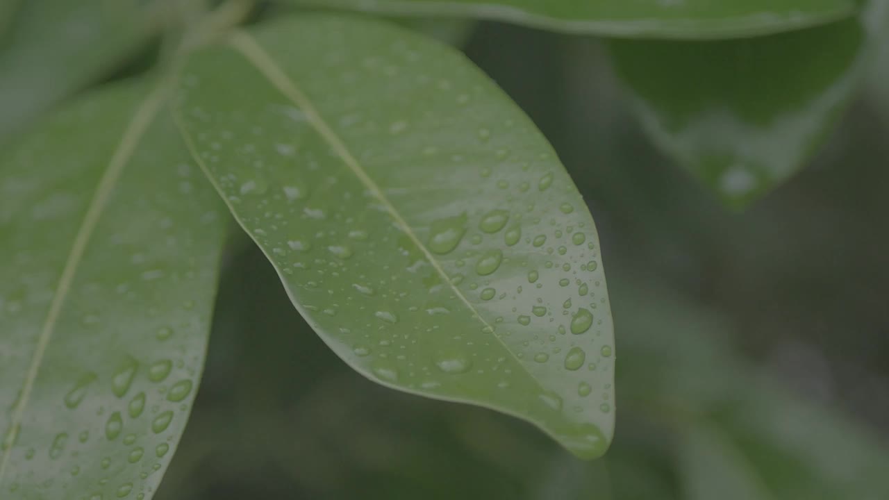 雨是生命的源泉，使植物生长绿色，开花结果视频素材