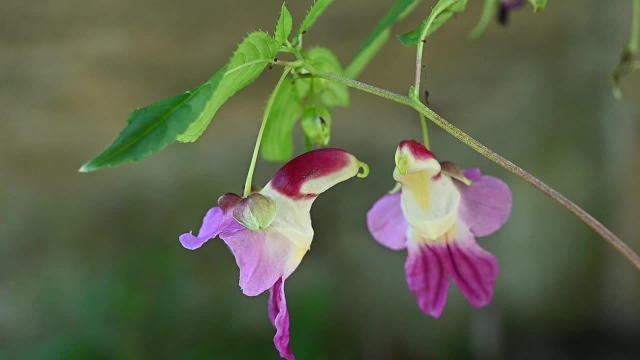 一种鹦鹉花生长在土銮江岛山的野外，这是泰国第三高的山。视频素材