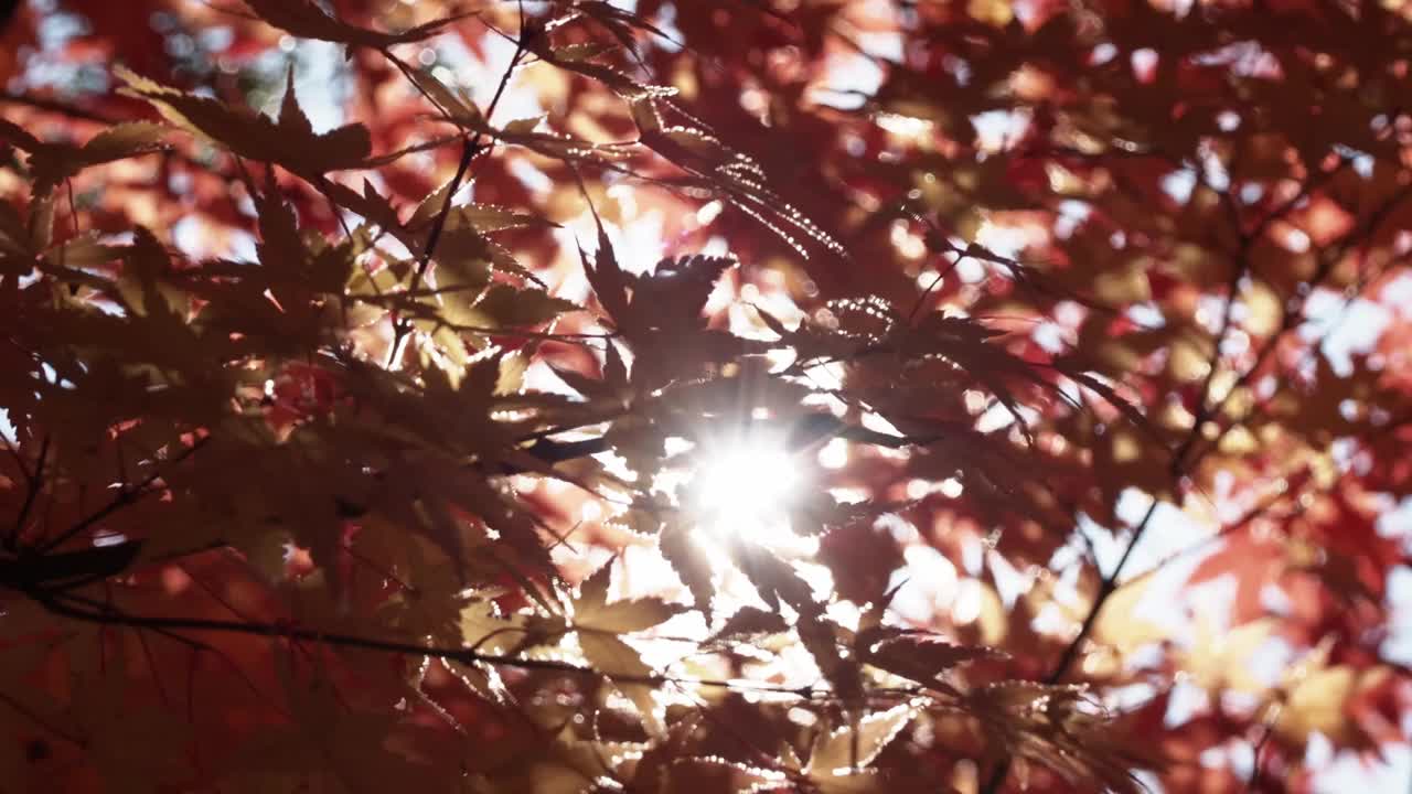 枫叶和阳光视频素材