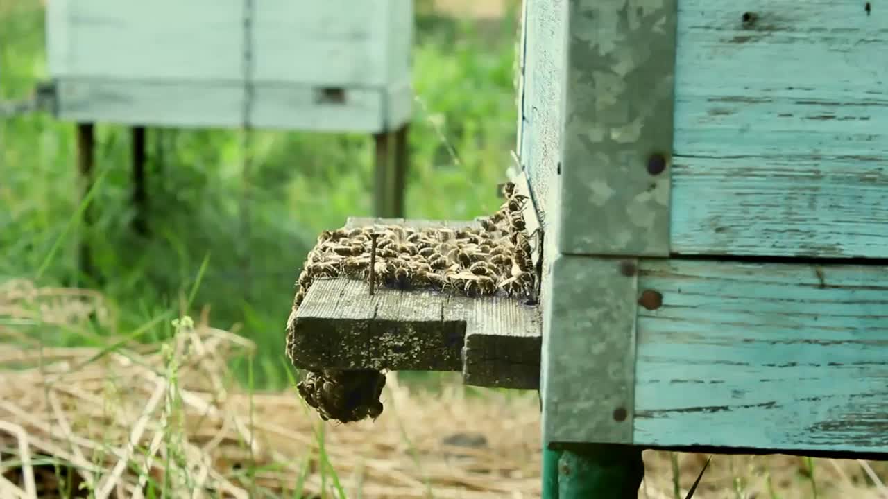 蜂房和蜜蜂视频素材