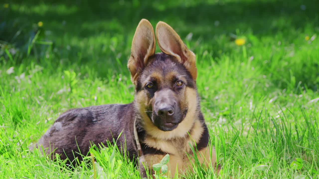 在公园休息的德国牧羊犬的健康幼犬视频素材