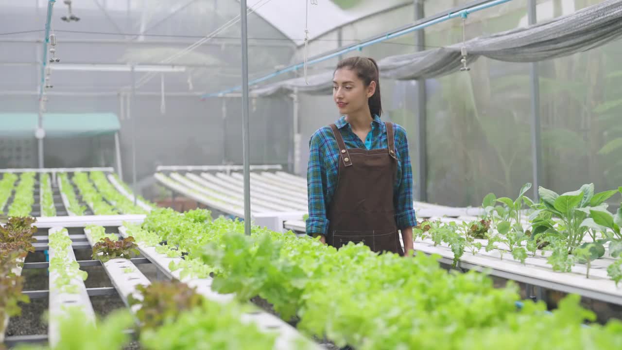 年轻女性在温室种植园检查有机蔬菜。视频素材