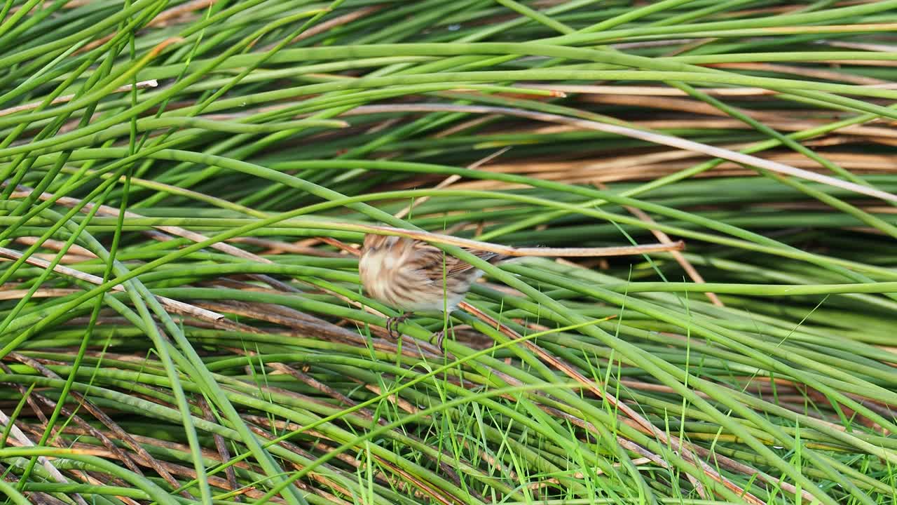 芦苇鹀(Emberiza schoeniclus)在草丛中寻找种子和昆虫。视频素材