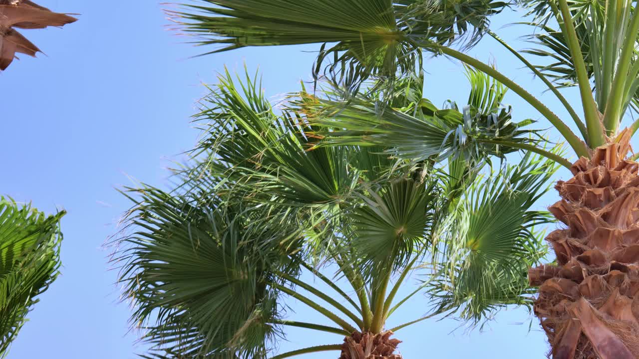 棕榈树在蓝天下的景色视频素材