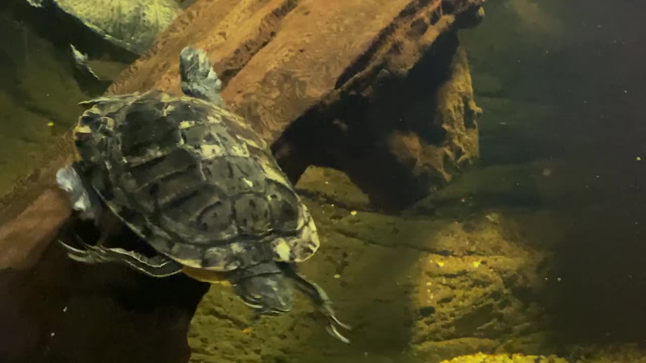 在水族馆里游泳的乌龟。将海龟视为宠物。4 k视频素材