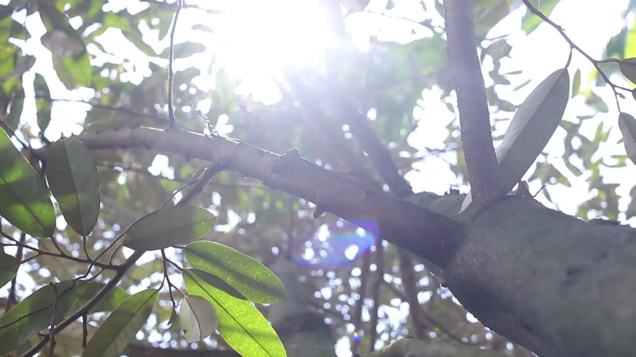 花园中长满青苔的大榴莲树干视频下载