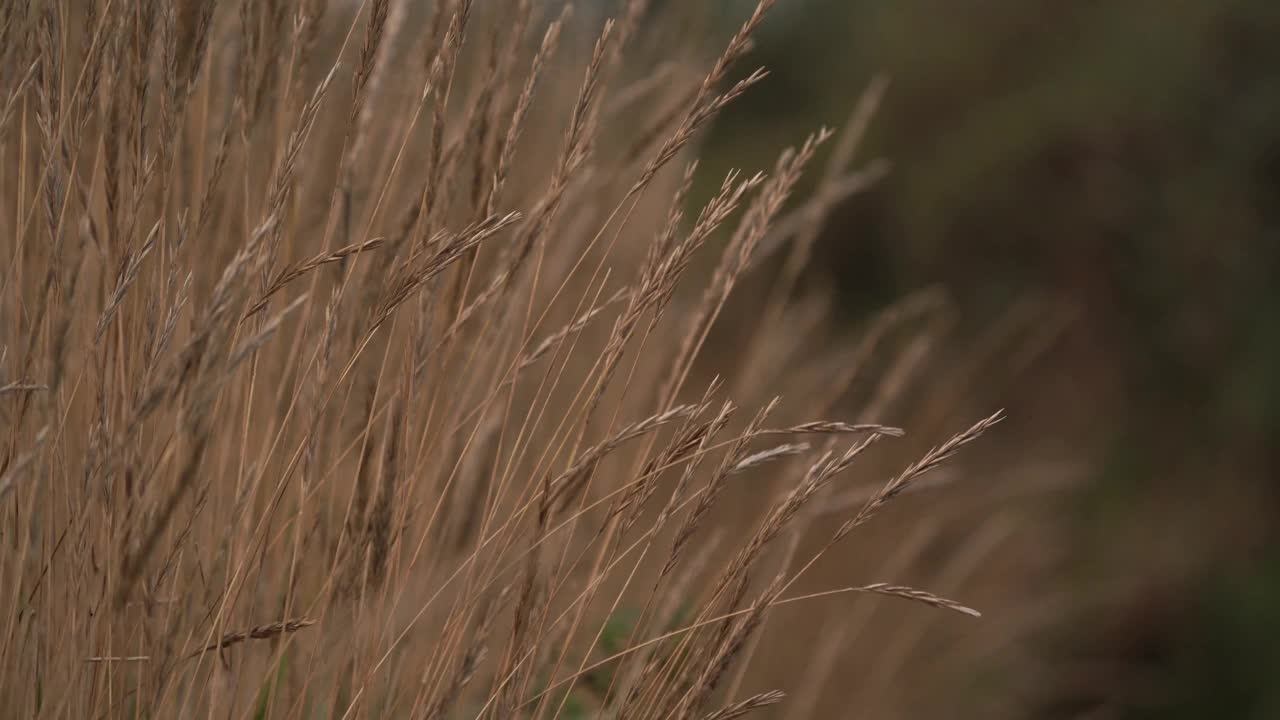 沿着远足小径，草在风中摇曳视频素材